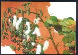 MINT-40 Anos da Sociedade Botnica do Brasil - Sbia da Caatinga (Mimosa)